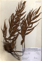 藏品(革葉鐵角蕨)的圖片